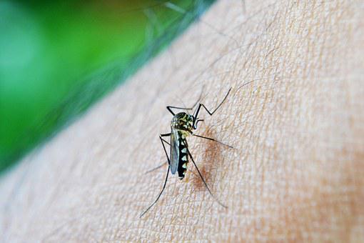 Kućni teren zaražen komarcima