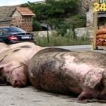 Svinjogojci još na punktovima, u Vladi uskoro sastanak oko suzbijanja afričke svinjske kuge