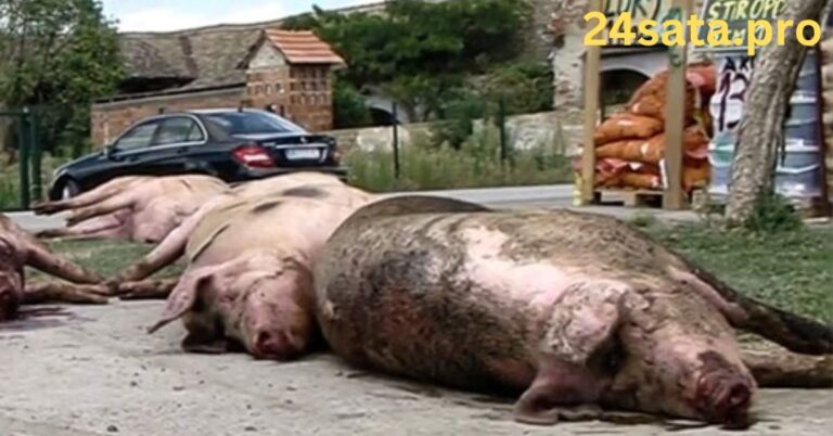 Svinjogojci još na punktovima, u Vladi uskoro sastanak oko suzbijanja afričke svinjske kuge